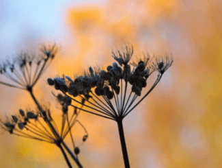 Winter Workshops: Nature as Nurture @Heart of Hawick Image